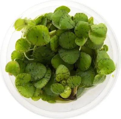Zdjęcie produktu dla Eco Plant - Limnobium laevigatum - roślina invitro mały kubek Eco Plant