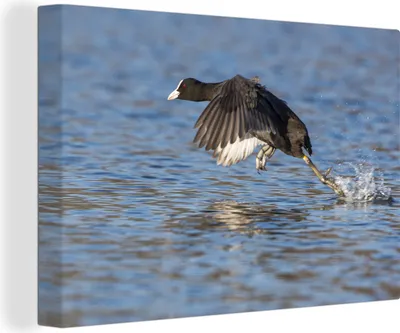 Produktbild von OneMillionCanvasses® - Leinwandbilder - 140x90 cm, Blässhuhn, Wandbilder Kunstdruck Wanddekoration - Foto auf Leinwand - Gemälde auf Holzrahmen