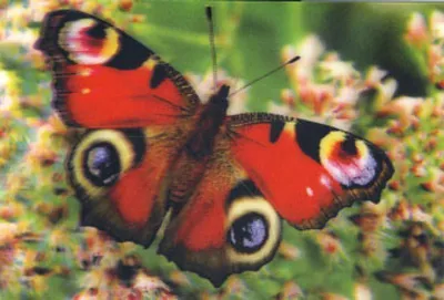 Produktbild von 3D Sticker Postkarte Schmetterling