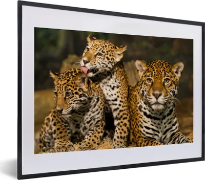 Produktbild von MuchoWow® MuchoWow® Gerahmtes Poster Leopard - Wilde Tiere - Natur 40x30 cm - Poster mit zchwarzem Bilderrahmen - Bilderrahmen - Poster im Rahmen