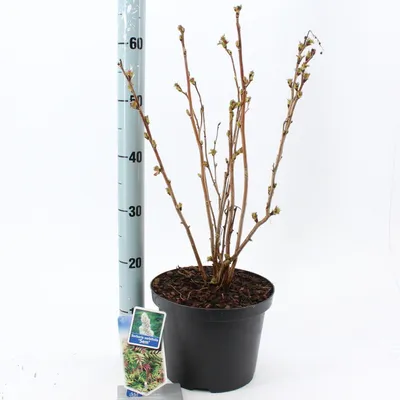 Immagine prodotto di Sorbaria sorb. 'Sem' PBR - Spiraea nana | 50-55 cm in vaso