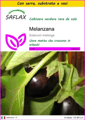 Immagine prodotto di SAFLAX Insieme di coltivazione - Melanzana - 20 semi - Solanum