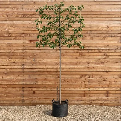 Produktbild von Zier-Kirsche Spalier Accolade 120 cm, Stammhöhe 200 cm, Stammumfang 12-14 cm - Prunus Spalier
