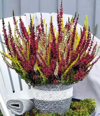 Produktbild von BALDUR Garten 1x Calluna Knospenheide 'Colour Twister®' im 17 cm XXL-Topf, Pflanze mit leuchtenden Blütenknospen in 3 Farben, sehr lange Blühdauer, winterhart, immergrüne Staude