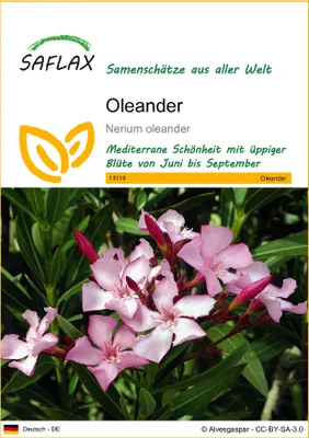 Produktbild von SAFLAX - Oleander - Nerium oleander - 50 Samen