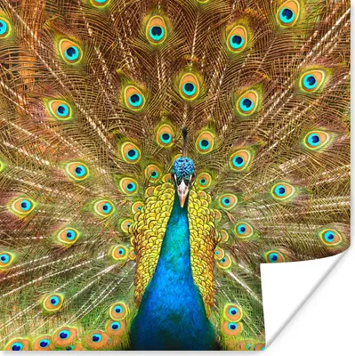 Produktbild von MuchoWow® Poster Pfauenfedern - Vogel - Blau 50x50 cm - Wohnzimmerdekoration