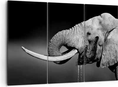 Produktbild von Bild auf Leinwand - Leinwandbild - Elefant Stoßzahn Natur - 105x70cm - Wand Bild - Wanddeko - Leinwanddruck - Bilder - Kunstdruck - Wanddekoration - Leinwand bilder - Wandkunst - CE105x70-3443