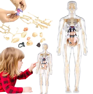 Obrázek produktu pro Edukativní model lidského těla 3D, anatomie s kostrou a vyjímatelnými orgány, učební pomůcka od 6 let