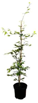 Produktbild von Fagus sylvatica, Rotbuche, 60–80 cm