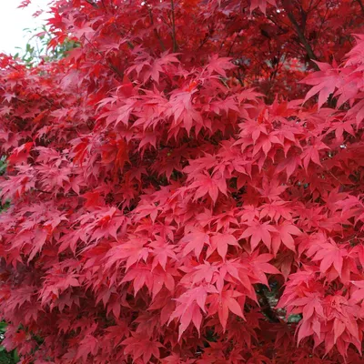 Produktbild von Roter Fächerahorn - Acer palmatum Atropurpureum 40-60 cm 3 Liter