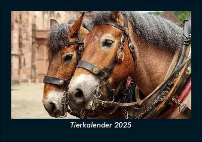 Produktbild von Tierkalender 2025 Fotokalender DIN A5
