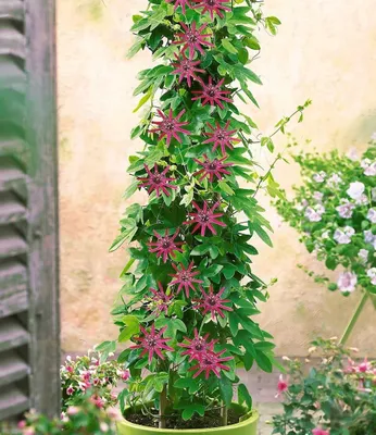 Produktbild von BALDUR Garten 1x Winterharte Passionsblumen 'Ladybirds Dream' , Pflanze im 9x9 cm-Topf, Passiflora Hybride, winterhart bis ca. -10 °C, mehrjährig, blühend, pflegeleicht, Kletterpflanze