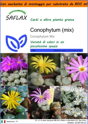 Immagine prodotto di SAFLAX Garden in the bag - Conophytum (mix) - 40 semi - Conophytum