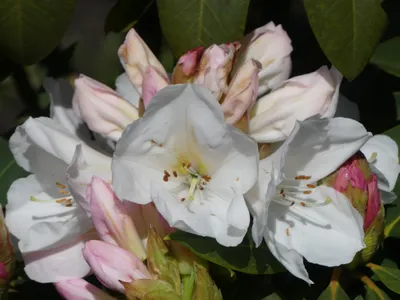 Produktbild von Rhododendron Hybride Pumalin - Großblumige Alpenrose - 30-40cm