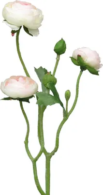 Produktbild von artplants.de Kunstblumen Zweig Ranunkel JIXIANG, weiß-rosa, 50 cm - Künstliche Blume
