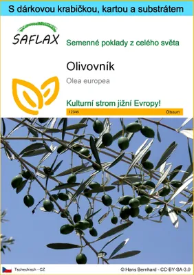 Obrázek produktu pro SAFLAX Dárková sada - olivovník - Olea europea - 20 Semena - S dárkovou krabičkou, přepravním štítkem, dárkovou kartou a pěstebním médiem