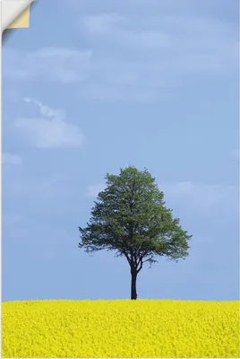 Produktbild von ARTland Wandbild, selbstklebend Rapsfeld und Baum Größe: 60x90 cm
