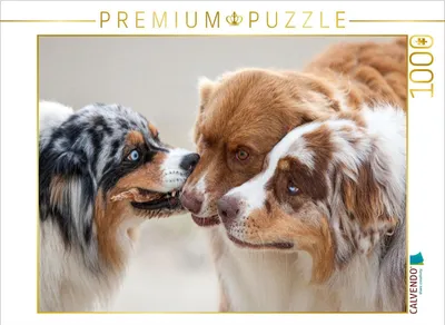 Produktbild von CALVENDO Puzzle Ein Motiv aus dem Kalender Australian Shepherd 2022 | 1000 Teile Lege-Größe 64x48cm Foto-Puzzle für glückliche Stunden
