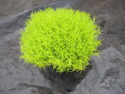 Produktbild von Sagina subulata aurea - Gold-Sternmoos
