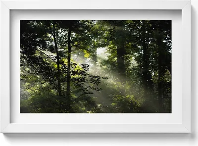 Produktbild von Sonnenstrahlen und Bäume– Wandbild mit Rahmen – Gerahmtes Bild  – Wanddekoration – 30x20 cm –  Weiß Rahmen
