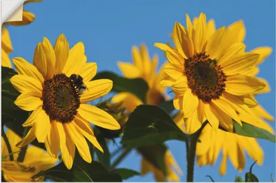 Produktbild von ARTland Wandbild, selbstklebend Sonnenblumen Größe: 60x40 cm