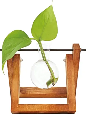 Produktbild von Hydro Glasvase Lilly mit Holzständer Ableger Vase freistehend