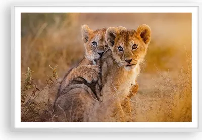 Produktbild von Gerahmtes Poster - Weißer Rahmen - Löwe Natur Tier - 91,5x61 cm - Wand Bild - Wanddeko - Wandbilder - Kunstposter - Wandposter - Bilderrahmen - Bilder - Kunstdruck - Wandbild - P2WAA91x61-3480