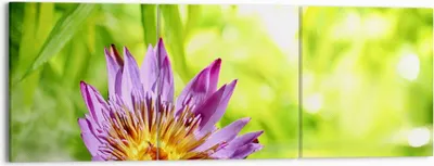 Produktbild von Bild auf Leinwand - Leinwandbild - Asien spa bambus blume - 150x50cm - Wand Bild - Wanddeko - Leinwanddruck - Bilder - Kunstdruck - Wanddekoration - Leinwand bilder - Wandkunst - CA150x50-2476