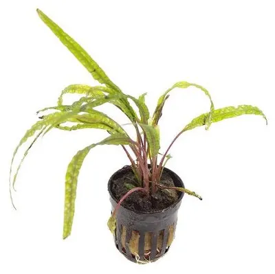 Productafbeelding van Moerings Cryptocoryne Balansae in 5 cm pot