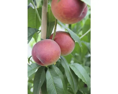 Obrázek produktu pro Broskev samosprašná FloraSelfPrunus persica 'Roter Weinbergpfirsich' kmínek 60 cm celková výška cca 100-120 cm květináč 7,5 l