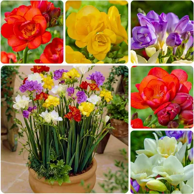 Produktbild von Freesien Blumenzwiebeln - Doppeltblüten Kollektion - 50 Zwiebeln - Mix von 5 Farben - Duftende Pflanzen aus Holland - für Garten, Balkon und Topf (kein Samen, nicht künstlich)