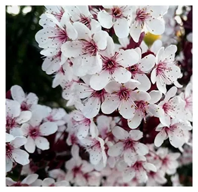 Produktbild von Zwergblutpflaume, Prunus cistena, 60-80cm, mehrtriebig, im Topf
