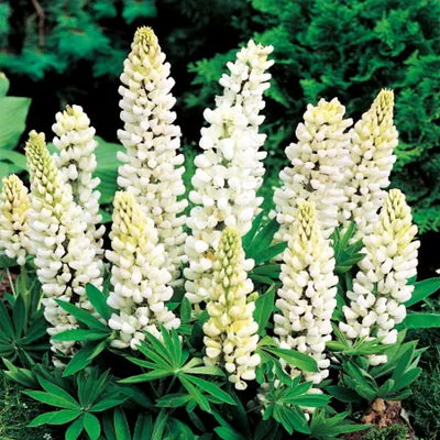 Image de Lupinus Lupin plants White 1 pièce plant rhizome variété résistante
