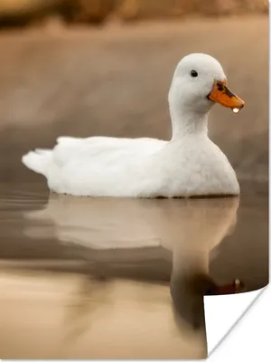 Produktbild von MuchoWow® Poster Ente - Vogel - Wasser - Weiß 90x120 cm - Wohnzimmer