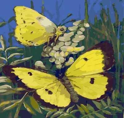 Produktbild von Malen nach Zahlen: Schmetterlinge, 40x50 cm
