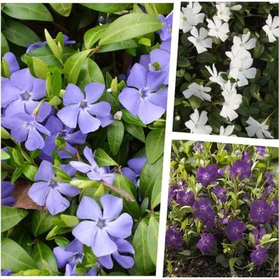 Produktbild von Stauden Gänge 9 x Vinca minor Farbmix -  Kleines Immergrün im Mix - Ein Teppich in Blau, Weiß und Lila - sehr pflegeleicht - Winterhart - Bodendecker