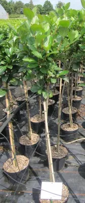 Produktbild von Hochstamm Apfelbeere Viking - Aronia prunifolia - Stamm 80cm + Krone