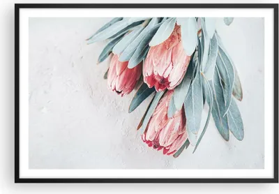 Produktbild von Gerahmtes Poster - Schwarzer Rahmen - Blume Eukalyptus Australier - 91,5x61 cm - Wand Bild - Wanddeko - Wandbilder - Kunstposter - Wandposter - Bilderrahmen - Bilder - Kunstdruck - P2BAA91x61-5016