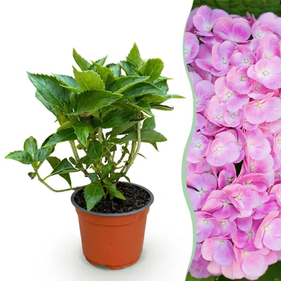 Produktbild von Hortensie Hydrangea macrophylla rosa winterhart 20-30cm 12cm für Garten Balkon