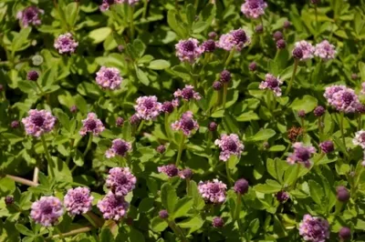 Produktbild von Phyla nodiflora Pink Pompon - Teppichverbene - 5-Stück