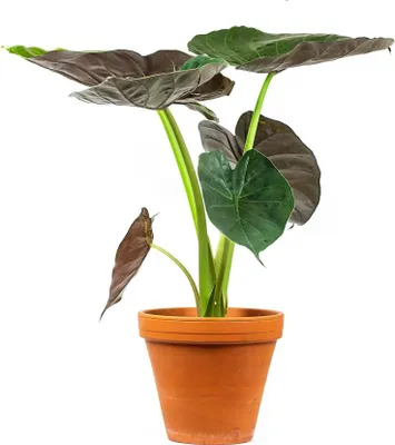 Obrázok produktu pre Gardners Alocasia Wentii, priemer 17 cm