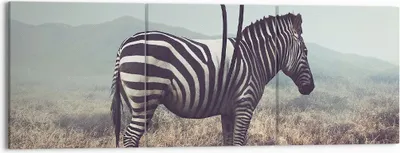 Produktbild von Bild auf Leinwand - Leinwandbild - Zebra Tier Wiese - 150x50cm - Wand Bild - Wanddeko - Wandbilder - Leinwanddruck - Bilder - Kunstdruck - Wanddekoration - Leinwand bilder - Wandkunst - CA150x50-3959