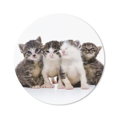 Produktbild von MuchoWow® Mauspad Mousepad Katze - Haustiere - Fell - Porträt 30x30 cm - Mousepads - Maus Mat - Pad - Mausunterlage - Tischunterlage - Schreibtischmatten