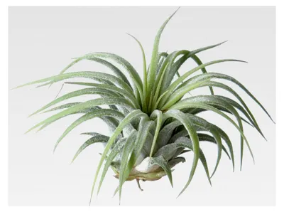 Produktbild von Tillandsia Ionantha Rubra M: 6 x 6 cm