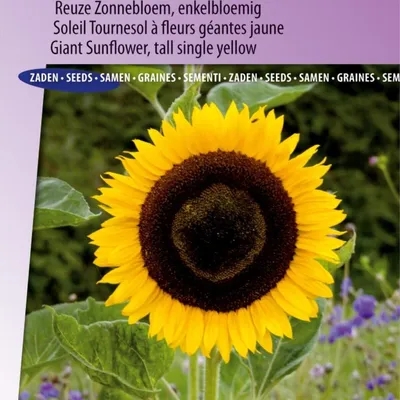 Image de Graines de tournesol géantes jaunes, à fleur unique, idéales pour le jardin et les bouquets, hauteur m, semis de printemps