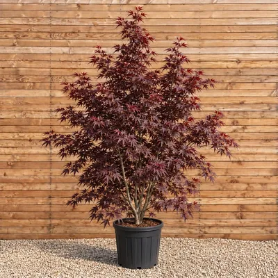 Produktbild von Fächerahorn Atropurpureum 200-250 cm - Acer palmatum mehrstämmig