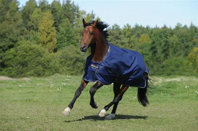 Obrázek produktu pro Bucas Outdoordecke 300g Irish Turnout Weidedecke Navy/Gold 130