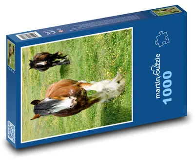 Obrázek produktu pro martinpuzzle - Puzzle 1000 - Koně - louka, pást se