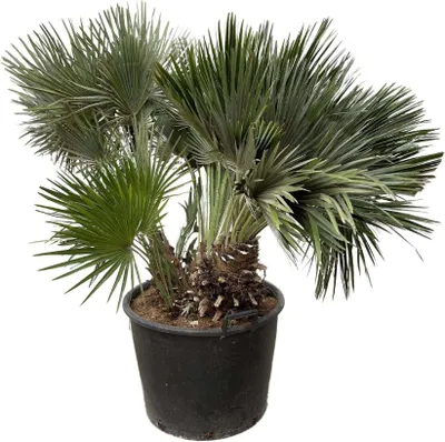 Obrázok produktu pre Everyplants Chamaerops Humilis kompaktný - 120cm, ø80 cm