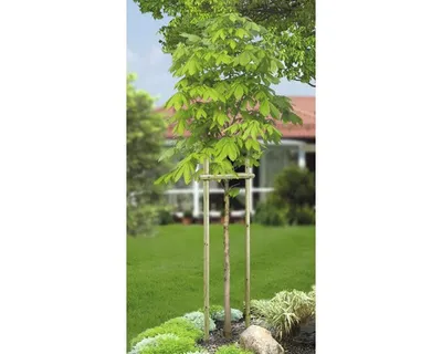 Produktbild von Baumpfahl Ø 3x120 cm kesseldruckimprägniert